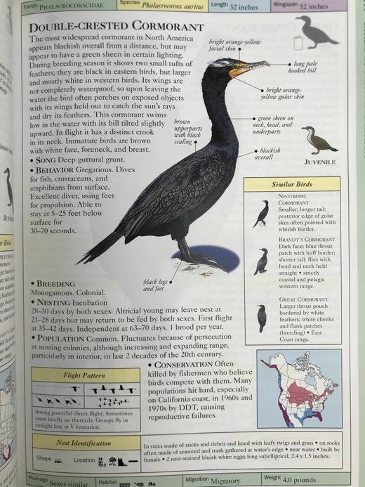 DK北美鸟类手册 数千幅插图 精装16开 商品图14