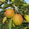 有机伏梨 Organic Pear 商品缩略图0