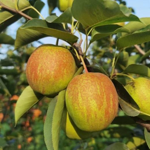 有机伏梨 Organic Pear 商品图0