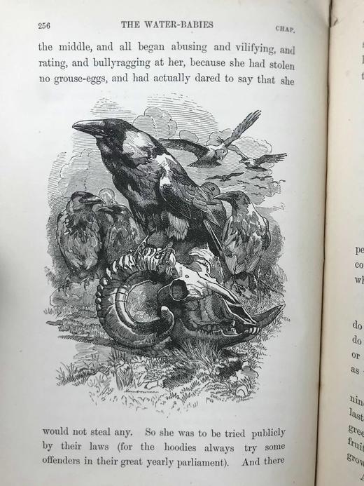 1895年 查尔斯·金斯利《水孩子》 100幅插图 漆布精装32开 商品图13