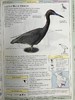DK北美鸟类手册 数千幅插图 精装16开 商品缩略图13