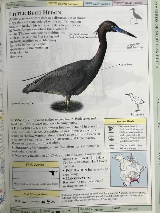 DK北美鸟类手册 数千幅插图 精装16开 商品图13