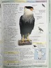 DK北美鸟类手册 数千幅插图 精装16开 商品缩略图7