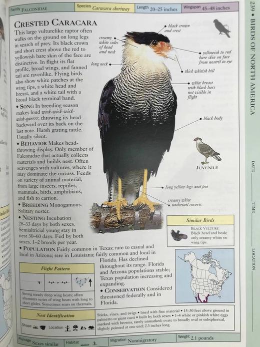 DK北美鸟类手册 数千幅插图 精装16开 商品图7