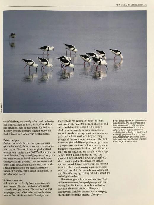 鸟类百科全书 350余幅彩色插图 精装大16开 商品图12