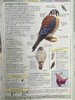 DK北美鸟类手册 数千幅插图 精装16开 商品缩略图6