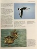 鸟类百科全书 350余幅彩色插图 精装大16开 商品缩略图13