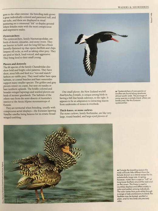 鸟类百科全书 350余幅彩色插图 精装大16开 商品图13