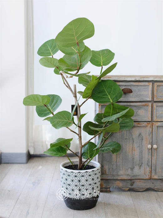 海葡萄盆栽 商品图0