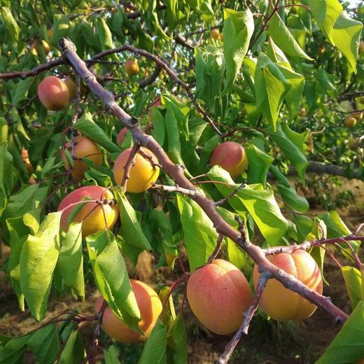 大连庄河特产 歇马杏罐头/歇马杏仁露/杏仁酒/杏饮料 原料采用庄河歇马杏制作 罐头荣获第十六届国际杏会议金奖 只发大连同城包邮，新老包装随机发货 商品图6