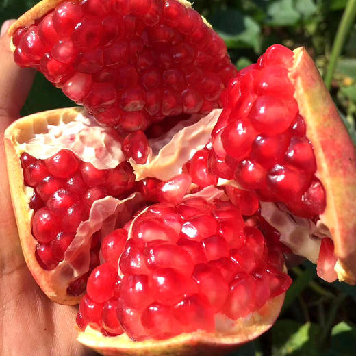 【秒杀】突尼斯软籽石榴约5斤（6粒） 商品图2