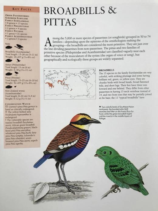 鸟类百科全书 350余幅彩色插图 精装大16开 商品图9
