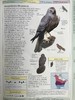 DK北美鸟类手册 数千幅插图 精装16开 商品缩略图10