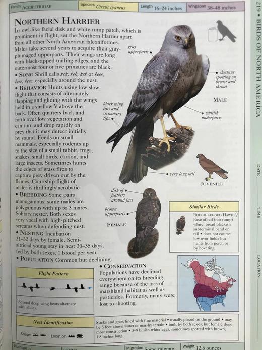 DK北美鸟类手册 数千幅插图 精装16开 商品图10
