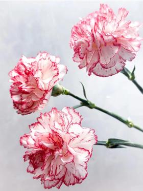 单头康乃馨 | 西雅图