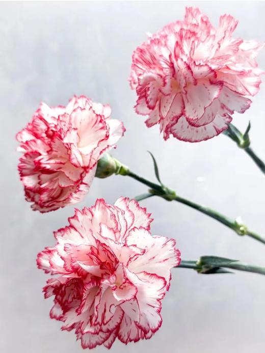 单头康乃馨 | 西雅图 商品图0