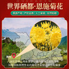 恩施硒富菊花15g/盒 商品缩略图3