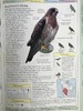 DK北美鸟类手册 数千幅插图 精装16开 商品缩略图9