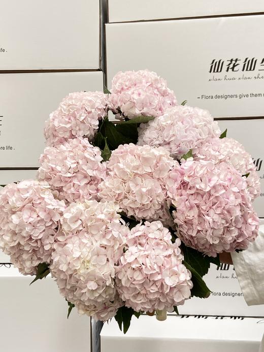 绣球 | 樱花粉莫奈 商品图4