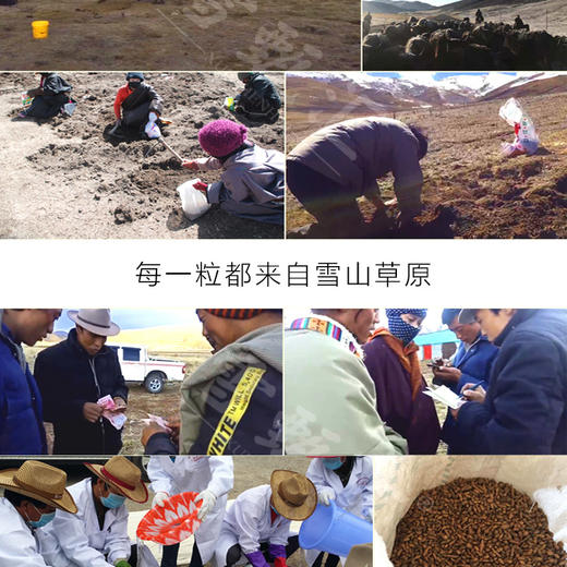新货青海玉树野生蕨麻新鲜特级角麻人参果无硫厥麻500g 商品图2