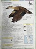 DK北美鸟类手册 数千幅插图 精装16开 商品缩略图11