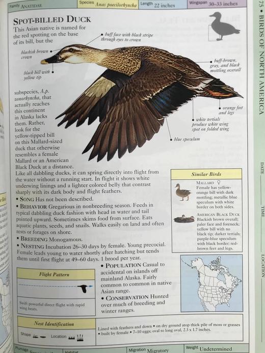 DK北美鸟类手册 数千幅插图 精装16开 商品图11