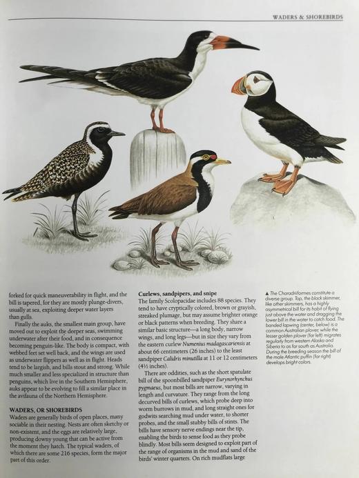 鸟类百科全书 350余幅彩色插图 精装大16开 商品图14