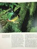 鸟类百科全书 350余幅彩色插图 精装大16开 商品缩略图8