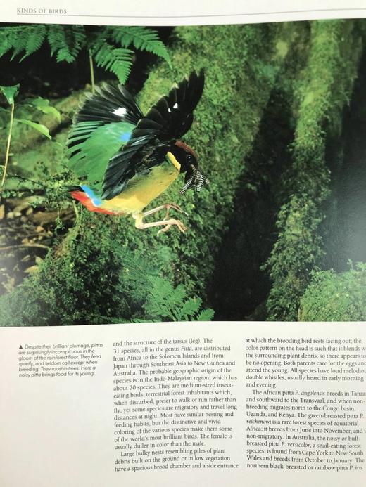 鸟类百科全书 350余幅彩色插图 精装大16开 商品图8