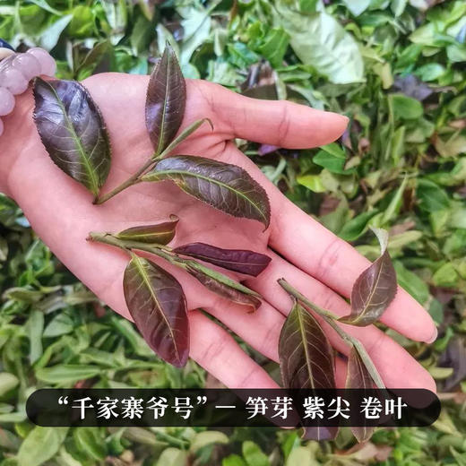 【砍盆箐】2018年头春头采普洱茶区之巅稀缺到现在签约不到的资源片区掌柜忍痛割爱少量分享 商品图2