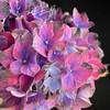 荷兰进口花材Amber琥珀绣球鲜花1支 商品缩略图3
