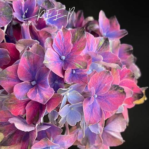 荷兰进口花材Amber琥珀绣球鲜花1支 商品图3