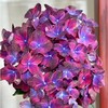 荷兰进口花材Amber琥珀绣球鲜花1支 商品缩略图0