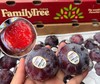 进口恐龙蛋一个 商品缩略图0