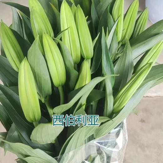 【西伯利亚百合】 百合 10支/扎 以实物为准 云南基地发货（价格已包含包装费用） 运费以实际为准，多退少补。 商品图0