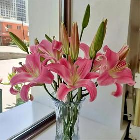 【罗宾百合】 百合 10支/扎 以实物为准 云南基地发货（价格已包含包装费用） 运费以实际为准，多退少补。