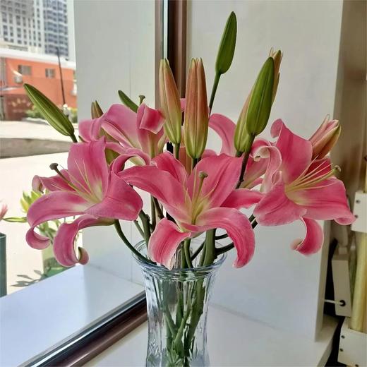 【罗宾百合】 百合 10支/扎 以实物为准 云南基地发货（价格已包含包装费用） 运费以实际为准，多退少补。 商品图0