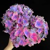 荷兰进口花材Amber琥珀绣球鲜花1支 商品缩略图2