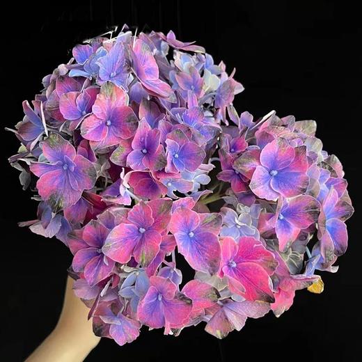 荷兰进口花材Amber琥珀绣球鲜花1支 商品图2