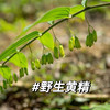 【九制熟黄精】云南雪山野生滇黄精，古法柴火九蒸九晒，吸收太阳光的能量，将黄精转阴，九制易吸收 九制易储存 九制口感佳 即食 泡水 煲汤 商品缩略图9