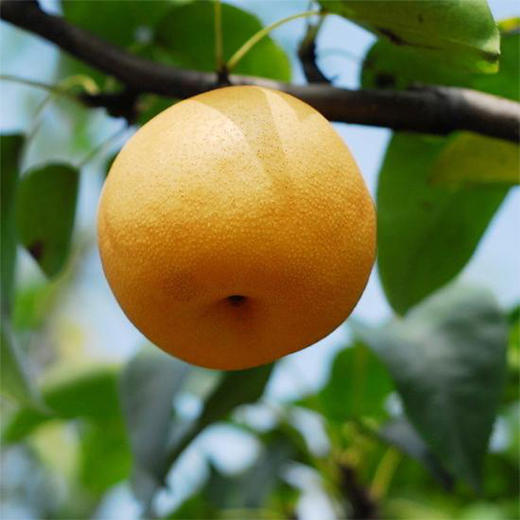 山东丰水梨4.5斤 新鲜现摘皮薄多汁 商品图4