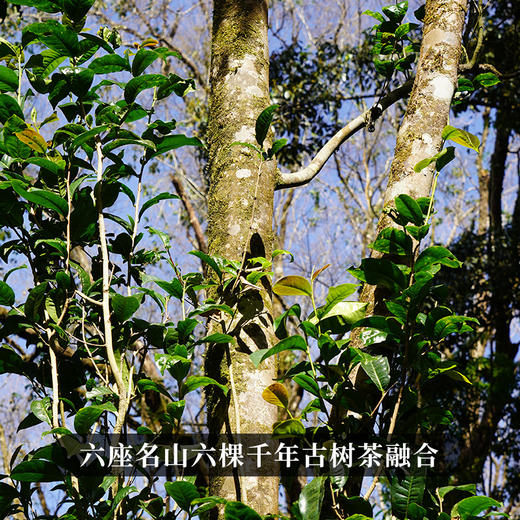 【最后1饼，售罄再无】【超值拼团秒杀】高货好茶【千秋万代】【无铜盒包装】2023年头春茶，易武六棵千年以上特大树拼配而制聚众山之荣成一茶之耀全网独一家错过再无 商品图7