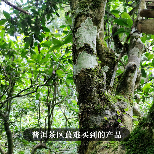 【砍盆箐】2018年头春头采普洱茶区之巅稀缺到现在签约不到的资源片区掌柜忍痛割爱少量分享 商品图6