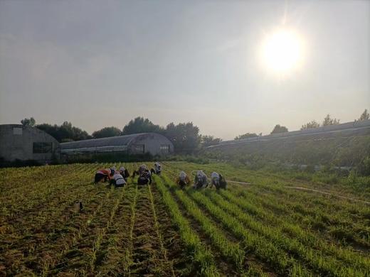 合作产品/有机方式种植  小米 全国大部分地区包邮 商品图4