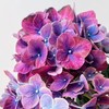 荷兰进口花材Amber琥珀绣球鲜花1支 商品缩略图4