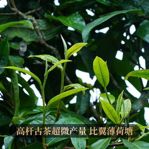 【会员周】2023年头春头采桃子寨终极巨作罕见派实力好茶茶农联合出品保真保纯拍5发6拍20发25集齐即可兑换马帮老票 商品图1