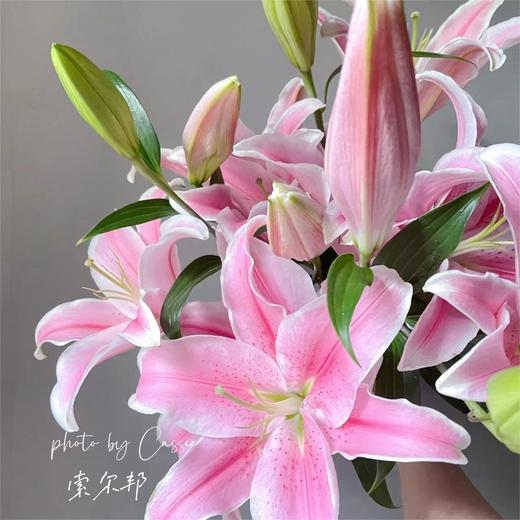 【索尔邦百合】 百合 10支/扎 以实物为准 云南基地发货（价格已包含包装费用） 运费以实际为准，多退少补。 商品图0