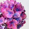 荷兰进口花材Amber琥珀绣球鲜花1支 商品缩略图1