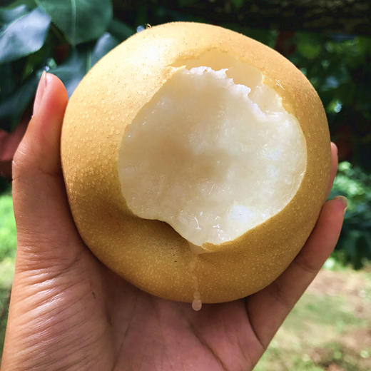 山东丰水梨4.5斤 新鲜现摘皮薄多汁 商品图1