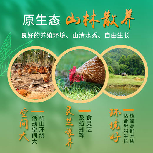 灵芝鲜鸡蛋15枚/盒灵芝边角料喂养健康又营养 商品图3
